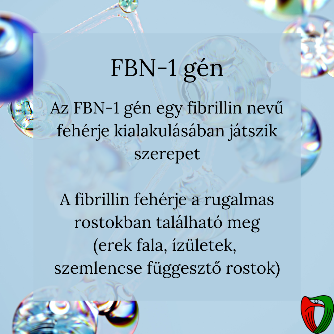 A ktszveti gyengesg oka, hogy a fibrillin-1 (FBN-1) gn elvltozsa megvltoztatja a rugalmas rostok szerkezett az egsz testben.