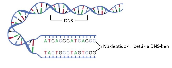 DNS, nukleotidok, gén